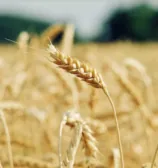 Guerra afeta margens de moinhos de trigo no país
