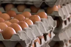 Estudo indica maior consumo de ovos por brasileiros em 2023